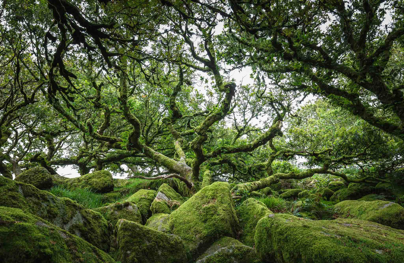 Die verwunschene Waldlandschaft Wistman's Wood in Dartmoor in Devon in England mit bemoosten Felsen und Ästen