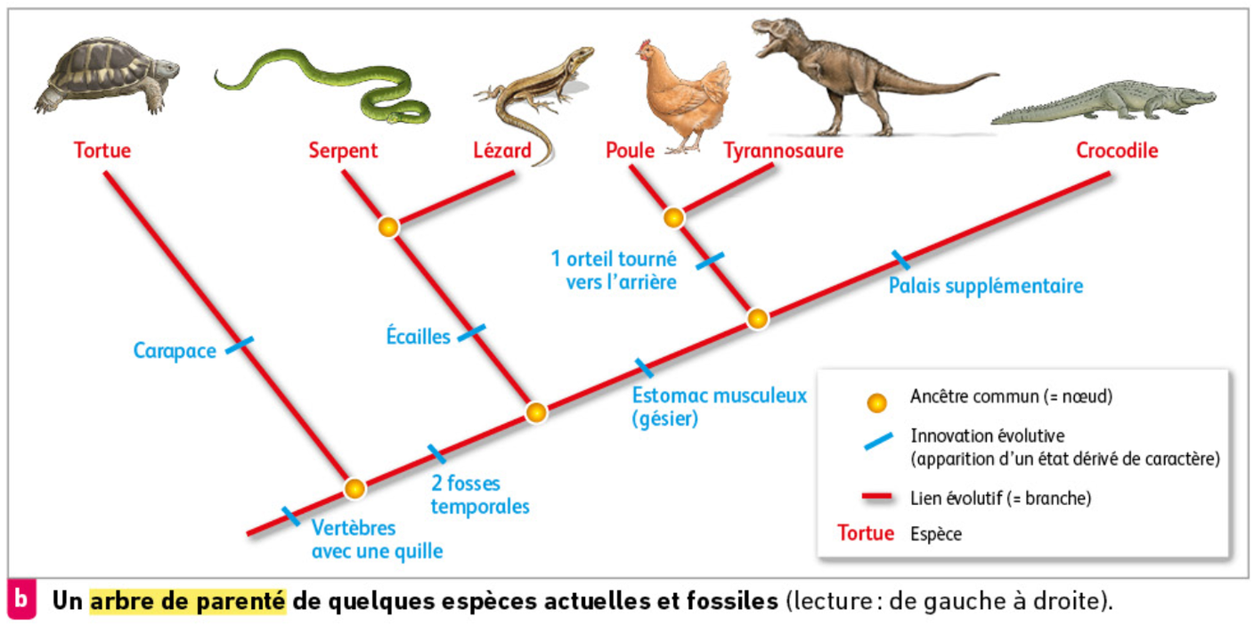 Chapitre 3 La G n tique Et L volution De La Vie Sur Terre Site De chapitre-3-la-g-n-tique-et-l-volution-de-la-vie-sur-terre-site-de