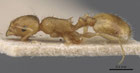 Temnothorax racovitzai