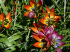 Botanische Tulpen