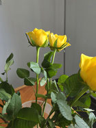 Gelbe Rose