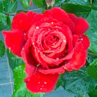 Sparkassenrose