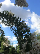さるすべり　夏の花のむこうに夏の空。