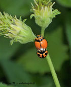 photo coccinelle variable  Coelophora inaequalis