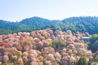 吉野山の桜