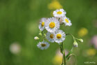 野の花