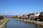 京の桜