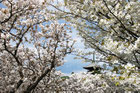 仁和寺の御室桜