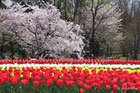 万博記念公園桜まつり