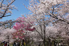 京都府立植物園