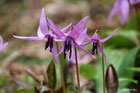 早春の花（２～３月頃）