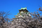 大阪城公園の桜