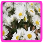 Madeliefje eetbare bloem