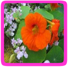 Oost-indische kers eetbare bloem
