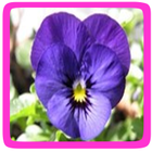 Viool eetbare bloem