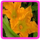 Courgette eetbare bloem