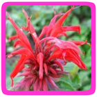 Bergamotplant eetbare bloem