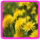 Paardenbloem eetbare bloem