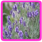 Lavendel eetbare bloem