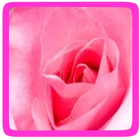 Roos eetbare bloem