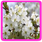 Appelbloesem eetbare bloem