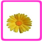 Goudsbloem eetbare bloem