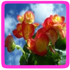 Begonia eetbare bloem