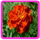Afrikaantje eetbare bloem