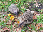 Zwei Igel im Gras