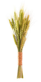 First sheaf of barley first fruits passover