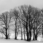 Thumbnail zum Winter | Foto: Herbert Gasteiner