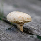 Thumbnail zu den Fotos des Hobbyfotografen Herbert Gasteiner zu Pilzen | Foto: Herbert Gasteiner