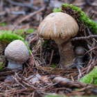 Thumbnail zu »Diverse Pilze« | Foto: Herbert Gasteiner