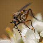 Thumbnail zu diversen Insekten | Foto: Herbert Gasteiner