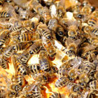 Thumbnail zu Bienen | Foto: Herbert Gasteiner