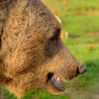 Thumbnail zu Bären | Foto: Herbert Gasteiner