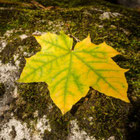 Thumbnail zum Herbst | Foto: Herbert Gasteiner