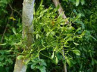 une touffe de gui autour d'un tronc d'arbre mortel pour le chien le chiot par coach canin 16 éducateur canin en charente