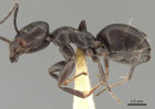 Tapinoma nigerrimum