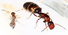 Camponotus truncatus