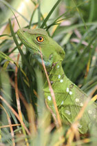 costa rica img 1108