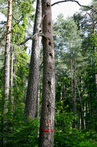 Höhlenbaum, Sperlingskauz, Kiefer