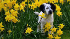 Un chien setter blanc et noir dans un champs de fleurs jaunes par coach canin 16 educateur canin en charente
