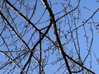 2/11の桜・まだ蕾はちっちゃなつぶつぶ