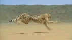 Cheetah 120km/h