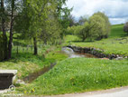Bizons nabij Sint-Maria-Horebeke