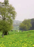Autour du bois de Bailleul