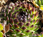 Sempervivum "Black top"