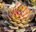 Sempervivum "Ockerwurtz"