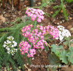 Achillea millefolium Kalići's wondagirl, sunce, trajnica,stolisnik, perennial, sun